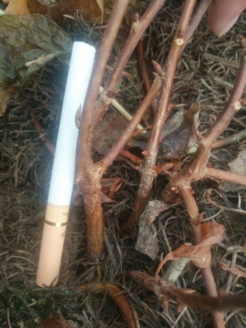北五味子苗