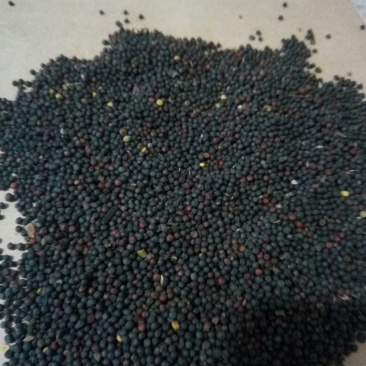 油菜籽