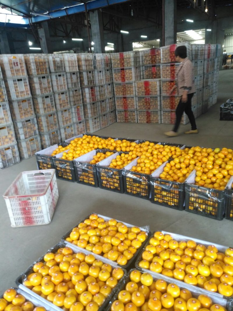 正宗新品蜜桔，基地直供，无中间商，无代办费。