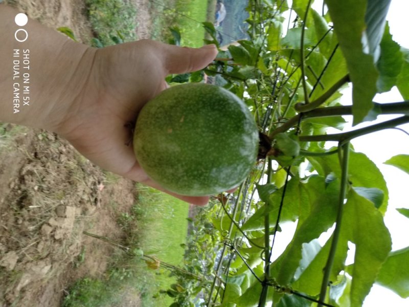 百香果苗