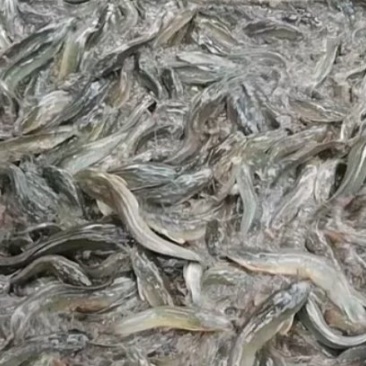 八须鲶鱼