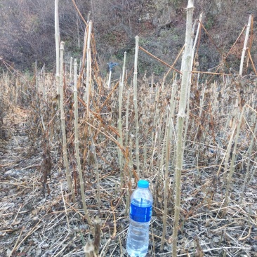 刺老芽苗刺嫩芽乌龙头苗刺龙芽苗乌龙头种子