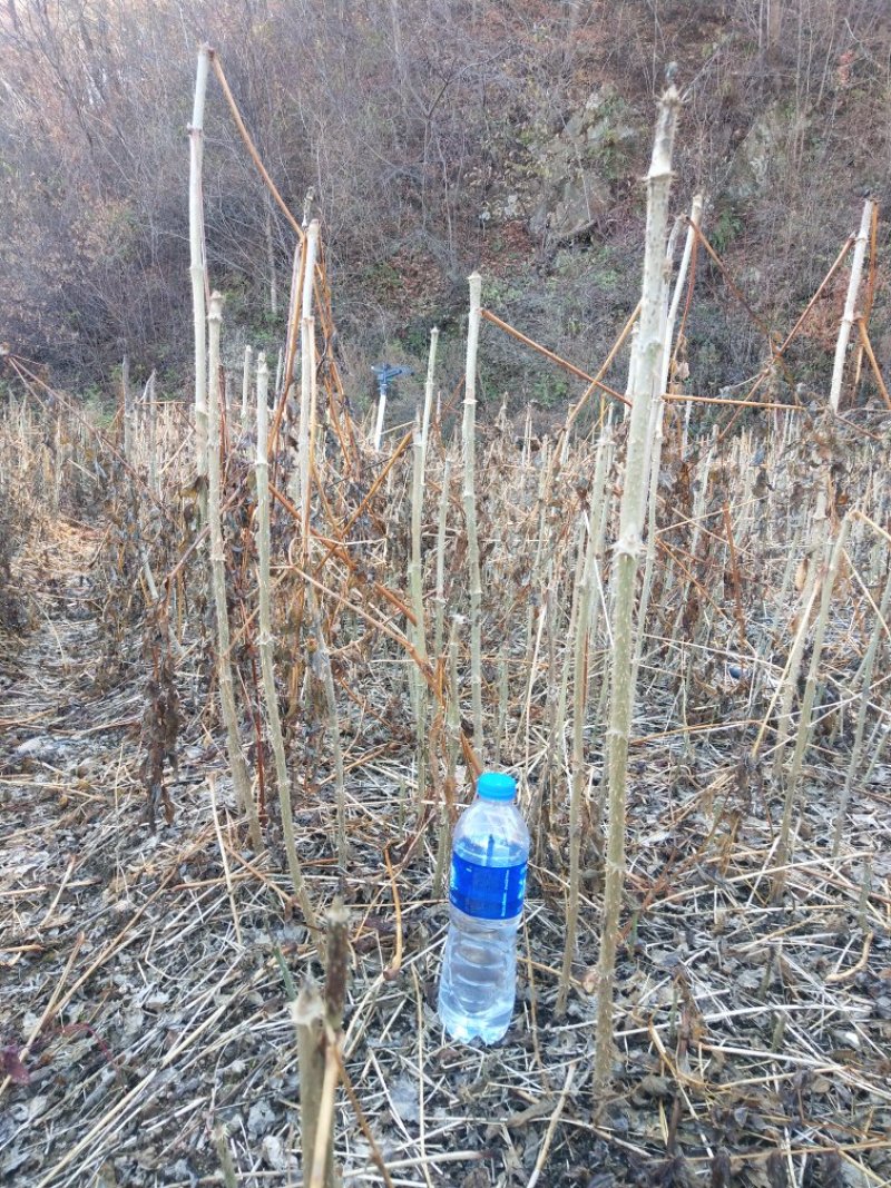 刺老芽苗刺嫩芽乌龙头苗刺龙芽苗乌龙头种子