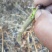 刺老芽苗刺嫩芽乌龙头苗刺龙芽苗乌龙头种子