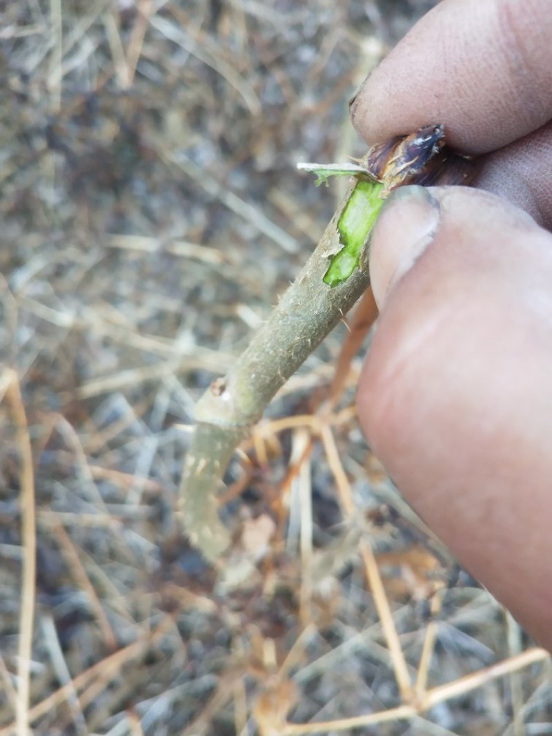 刺老芽苗刺嫩芽乌龙头苗刺龙芽苗乌龙头种子