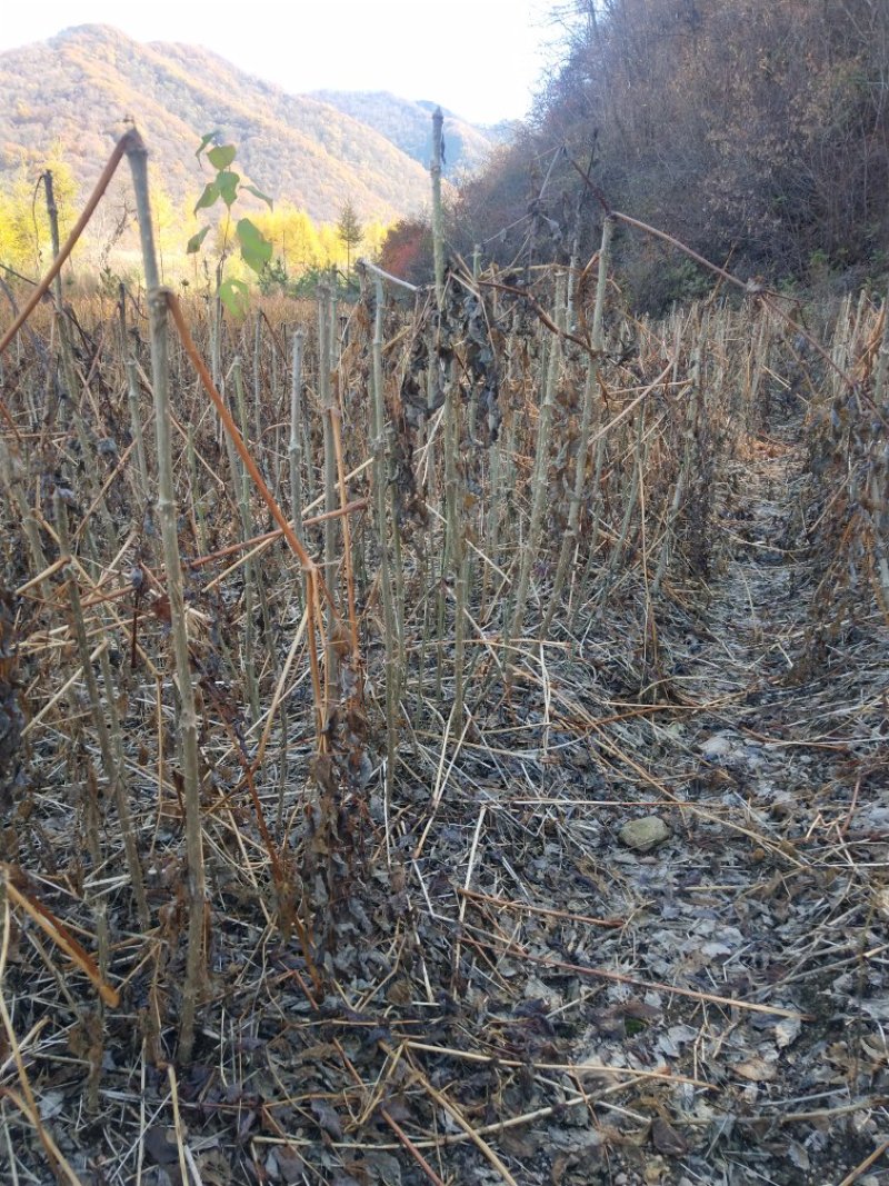 刺老芽苗刺嫩芽乌龙头苗刺龙芽苗乌龙头种子