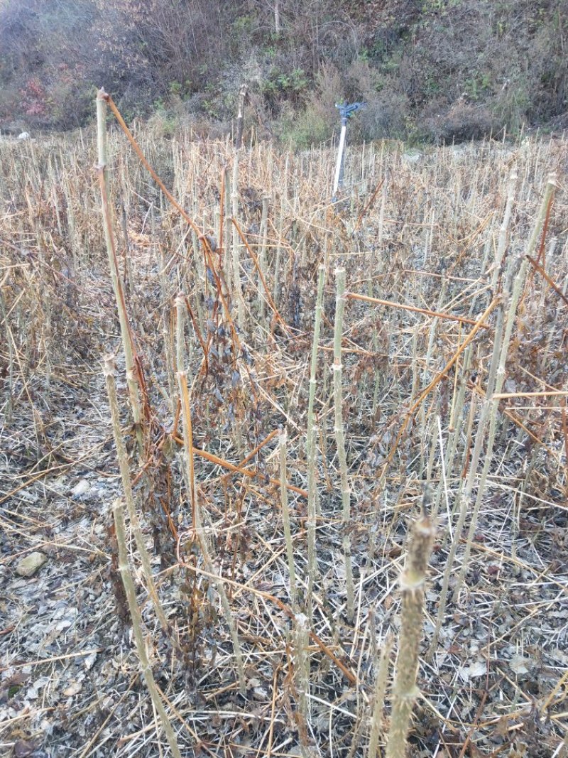 刺老芽苗刺嫩芽乌龙头苗刺龙芽苗乌龙头种子