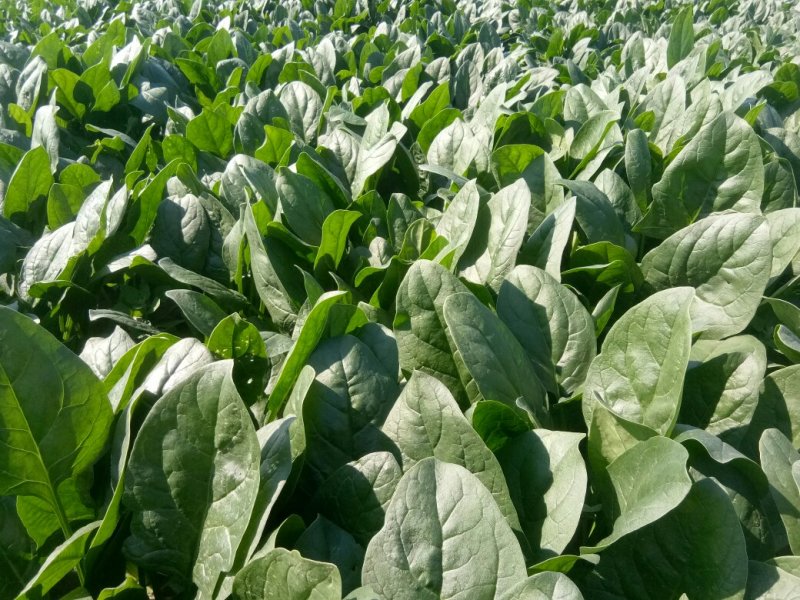 菠菜