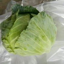 平包，包菜，京丰一号，墨玉50.扁包菜，甘蓝，市场供应