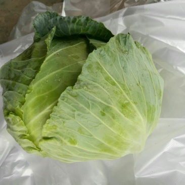 平包，包菜，京丰一号，墨玉50.扁包菜，甘蓝，市场供应