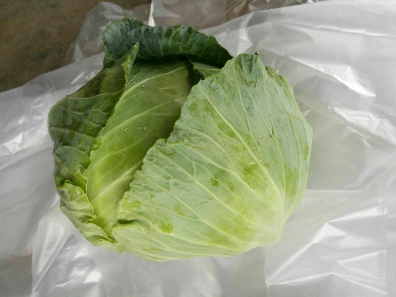 平包，包菜，京丰一号，墨玉50.扁包菜，甘蓝，市场供应