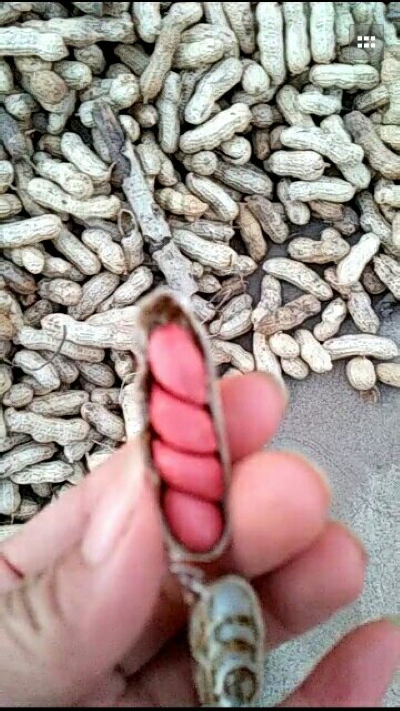 花生果
