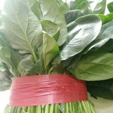 全年供应精品菠菜，支持电商平台，市场，商超。长期合作。