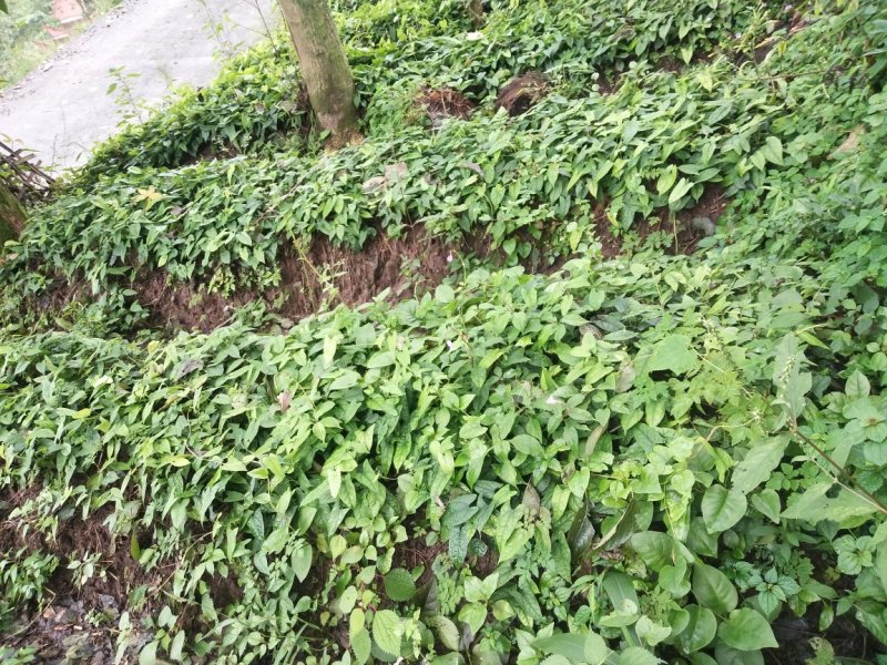 金果榄苗、《地苦胆》籽育苗、苗结薯快、四川省、乐山市、夹