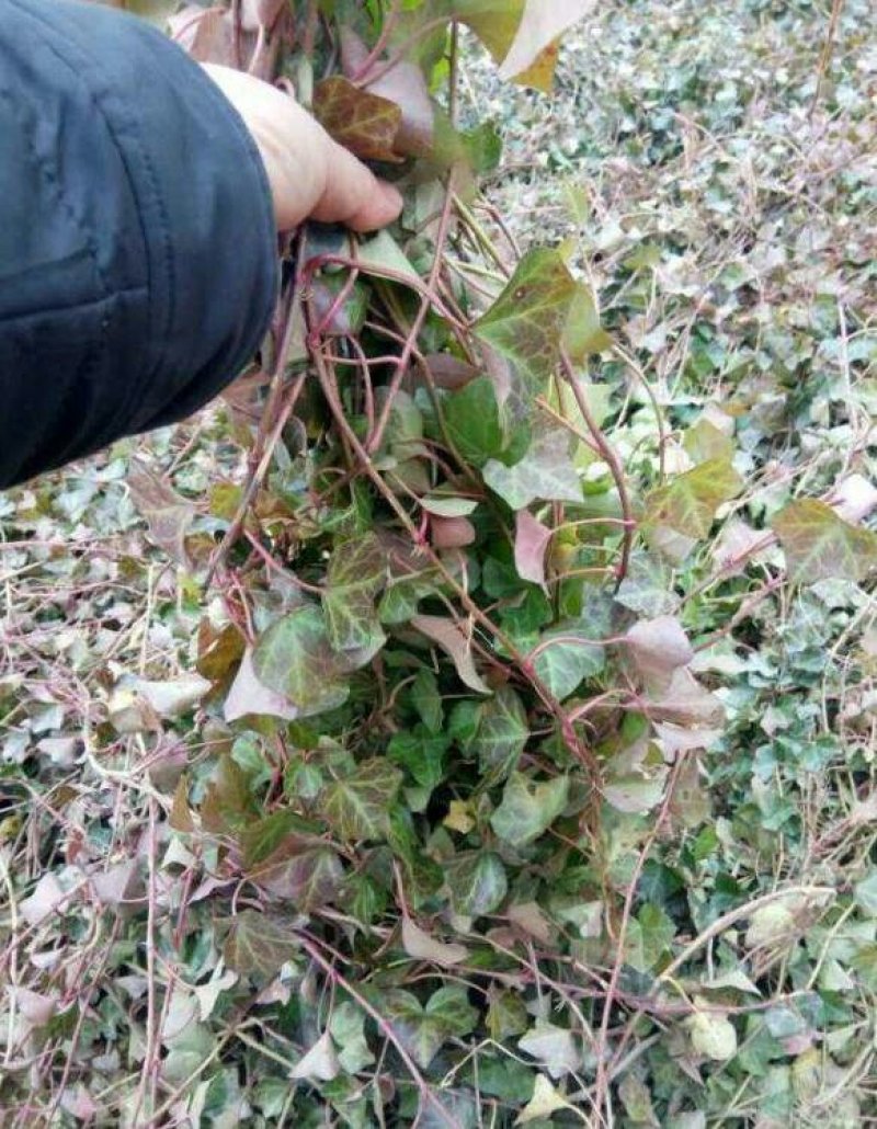 爬山虎种子爬藤种子秋播发芽无忧