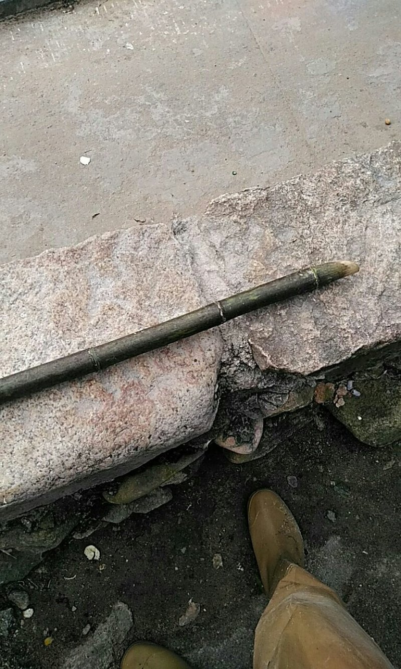 供应毛竹