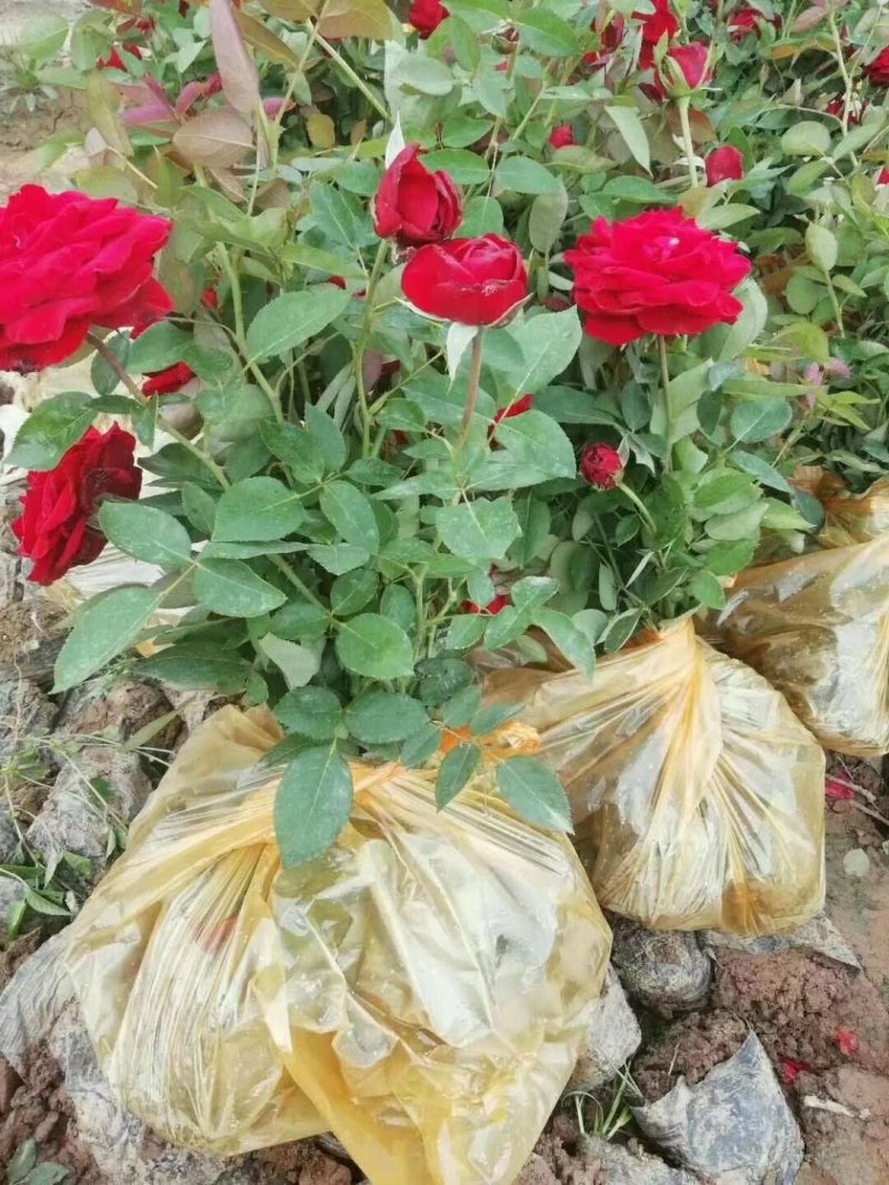 品种月季50~60cm基地直销四季开花营养杯发货