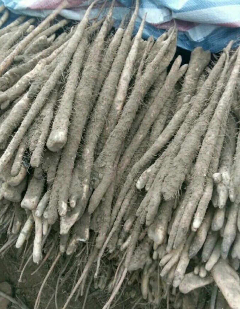 编号:2小白嘴白山药{佛手}基地供应！