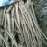 编号:2小白嘴白山药{佛手}基地供应！