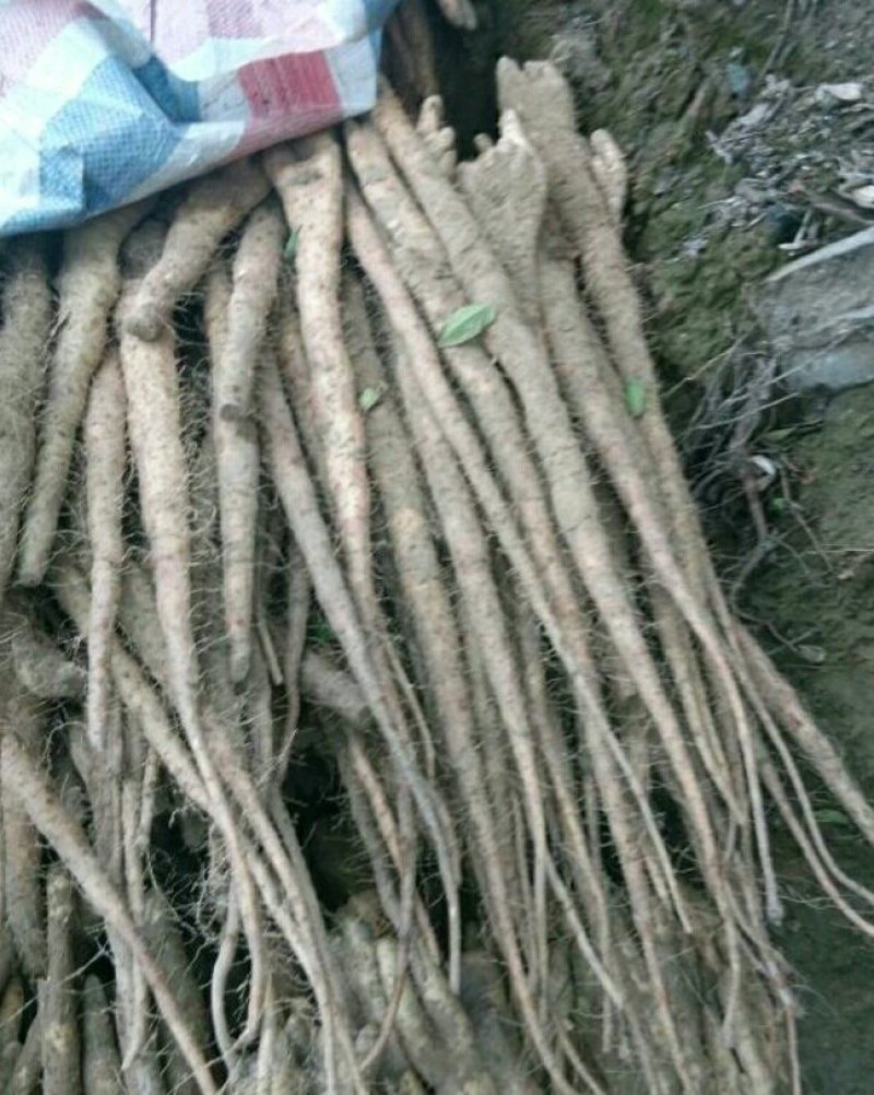 编号:2小白嘴白山药{佛手}基地供应！