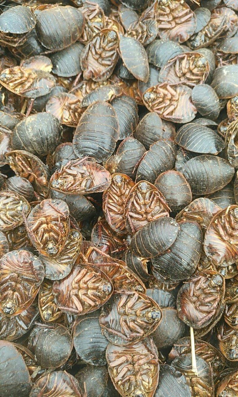 土元