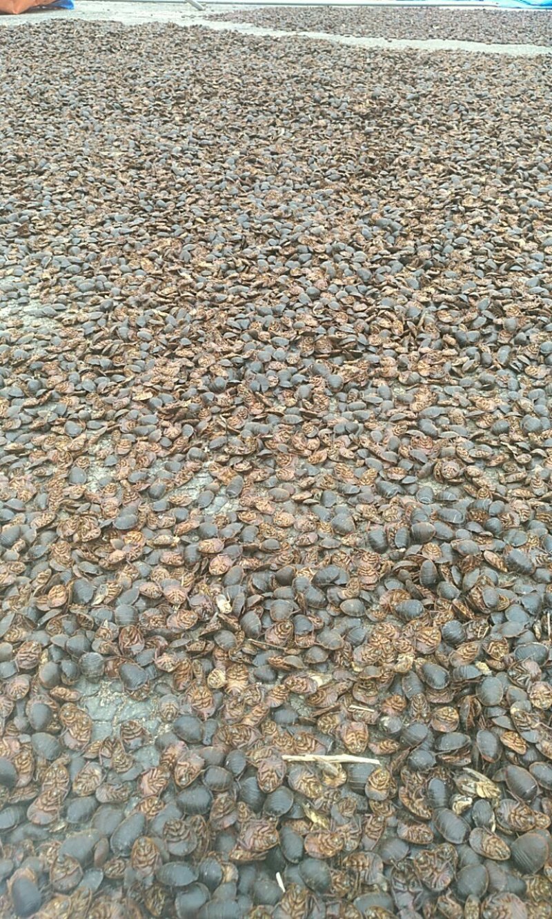 土元