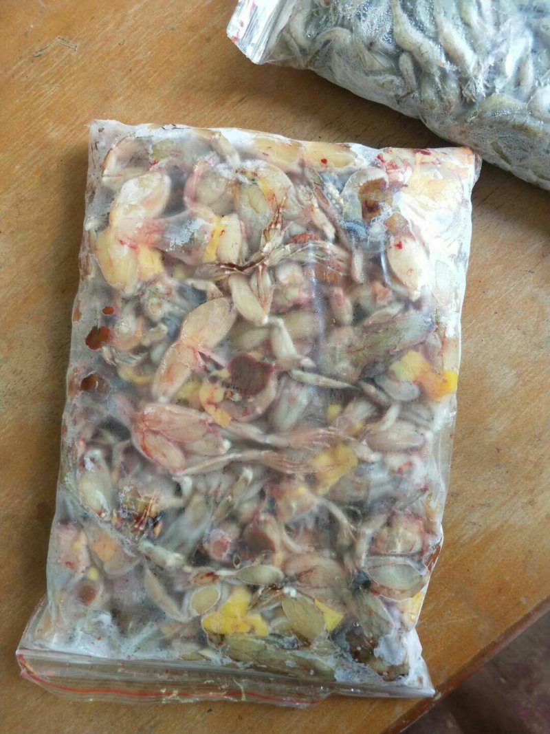 青蛙苗