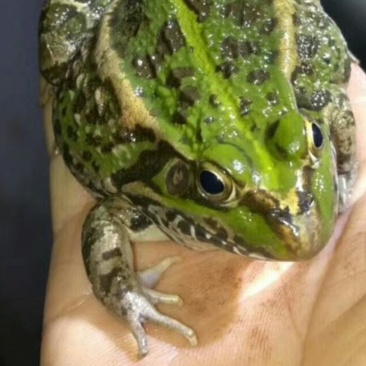 青蛙苗
