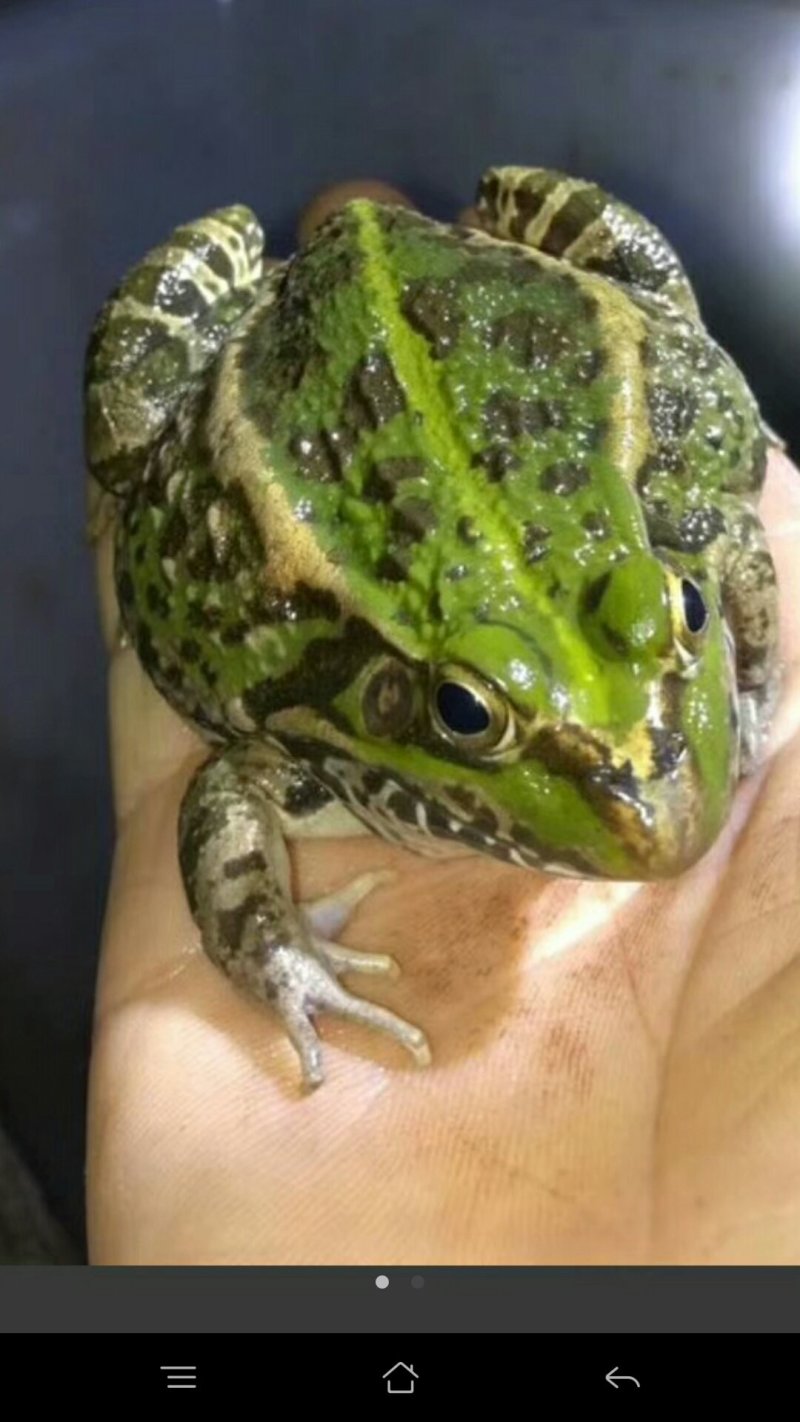青蛙苗
