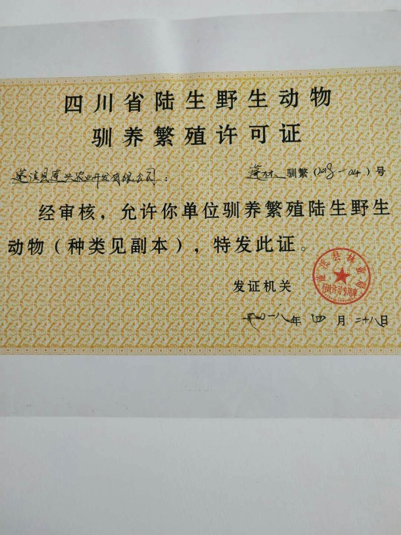 青蛙苗