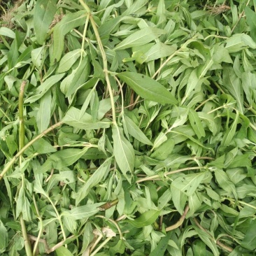 薄荷