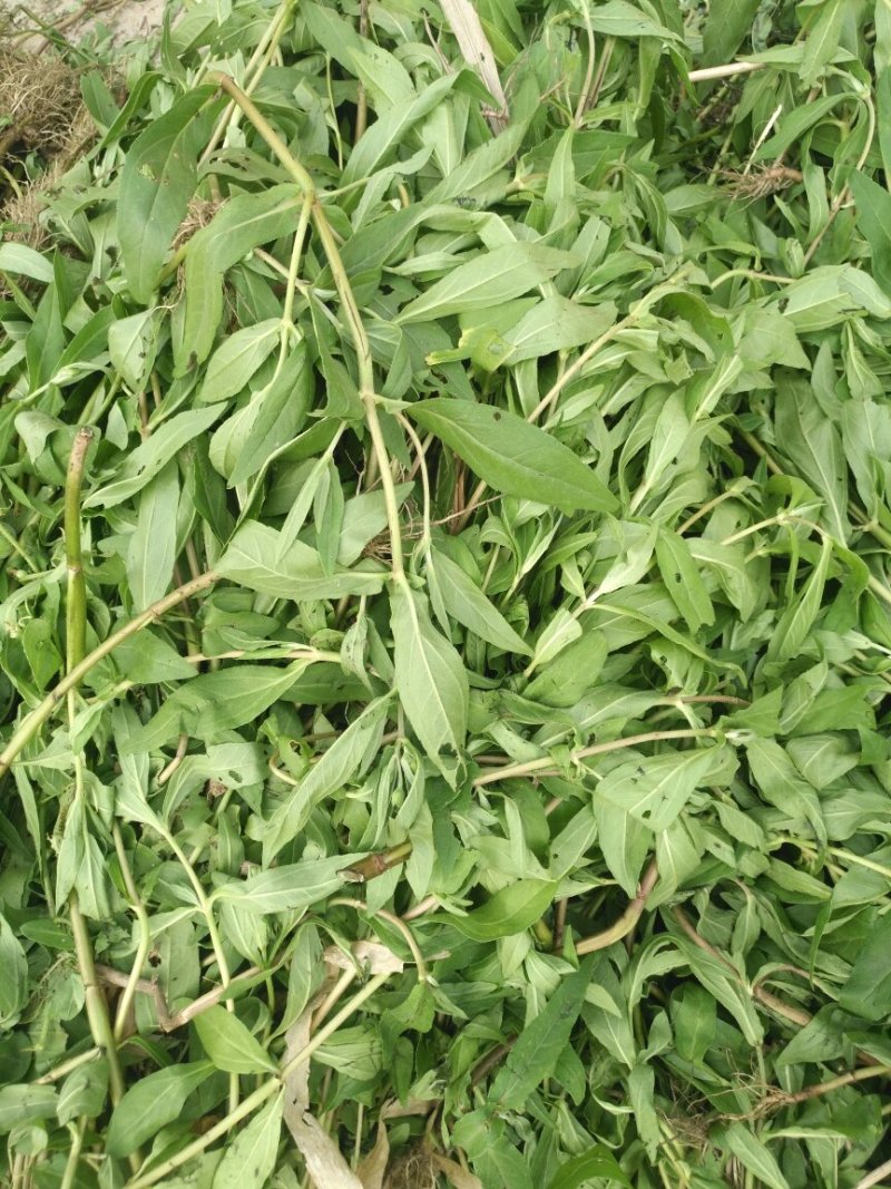 薄荷