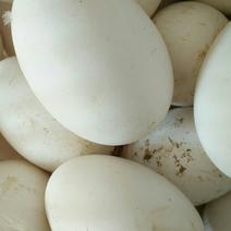 照蛋照蛋散黄鹅蛋散黄蛋江苏苏北大鹅蛋批发鹅蛋
