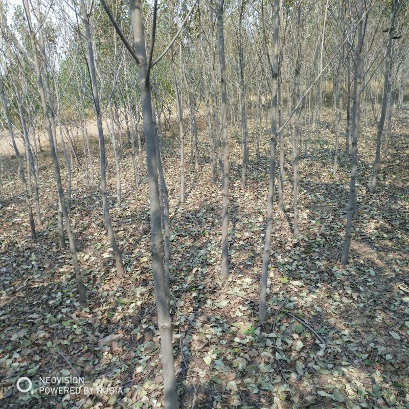 3公分软枣树苗柿子树砧木黑枣树苗价格低廉