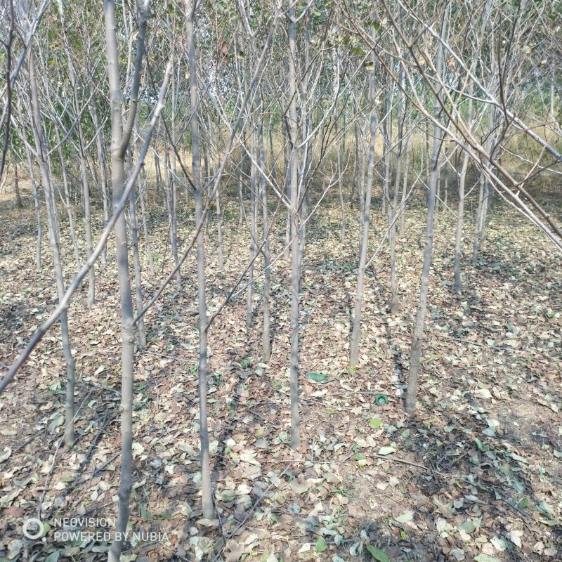 3公分软枣树苗柿子树砧木黑枣树苗价格低廉