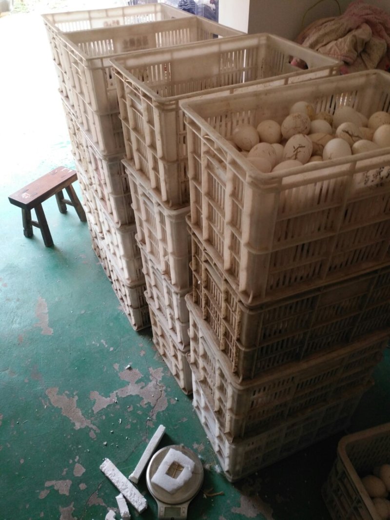照蛋照蛋散黄鹅蛋散黄蛋江苏苏北大鹅蛋批发鹅蛋