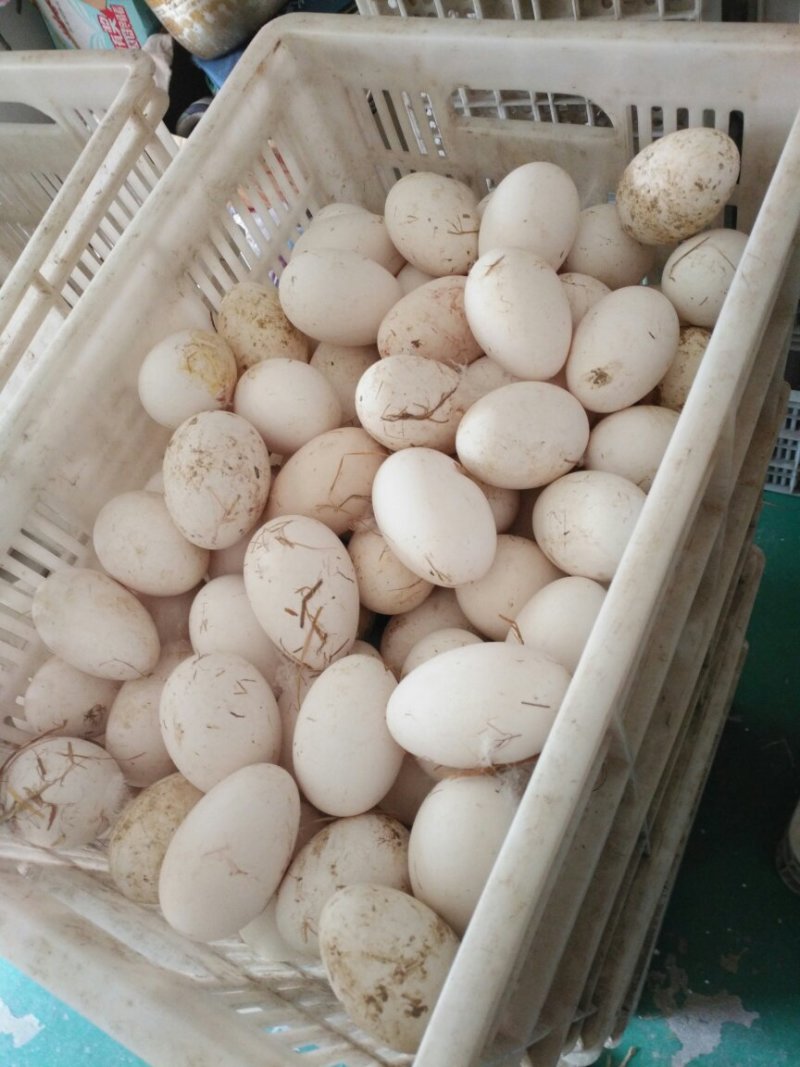 照蛋照蛋散黄鹅蛋散黄蛋江苏苏北大鹅蛋批发鹅蛋