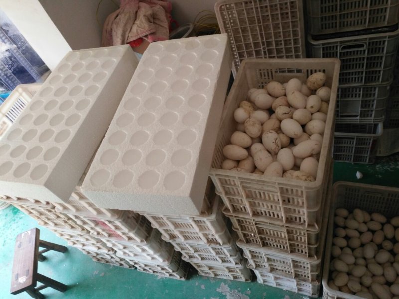 照蛋照蛋散黄鹅蛋散黄蛋江苏苏北大鹅蛋批发鹅蛋