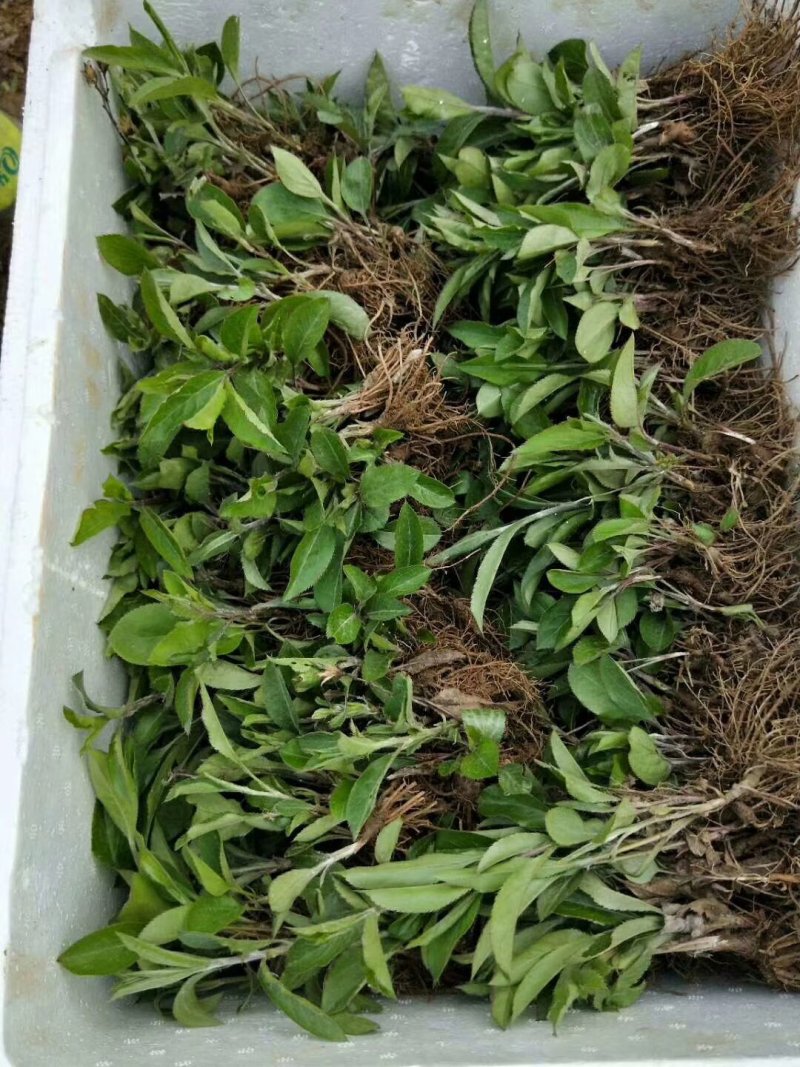 苍术种苗