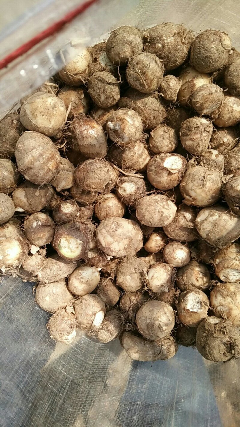 山东滕州粉糯爽口8520毛芋头