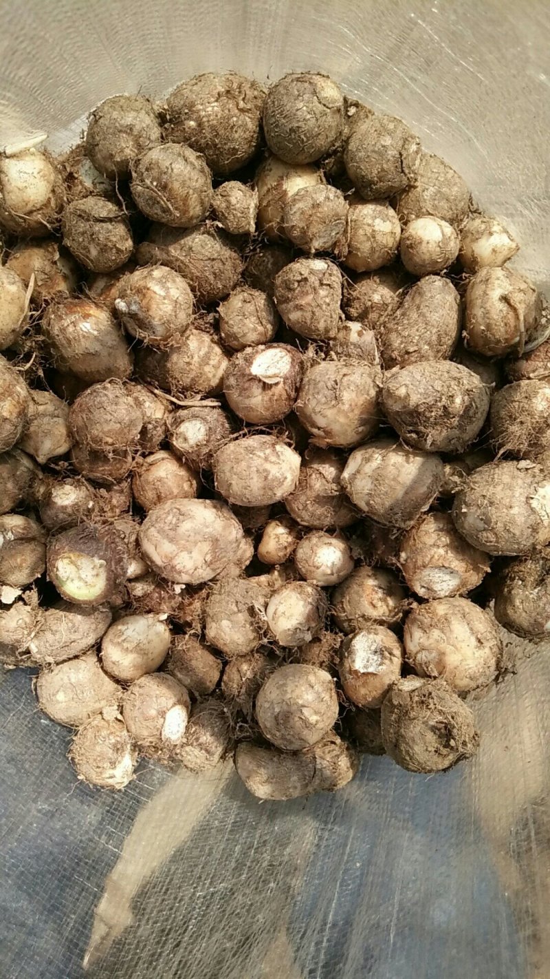 山东滕州粉糯爽口8520毛芋头