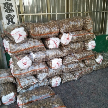 8520毛芋头豆包山东省滕州市滕州产地直销欢迎咨询