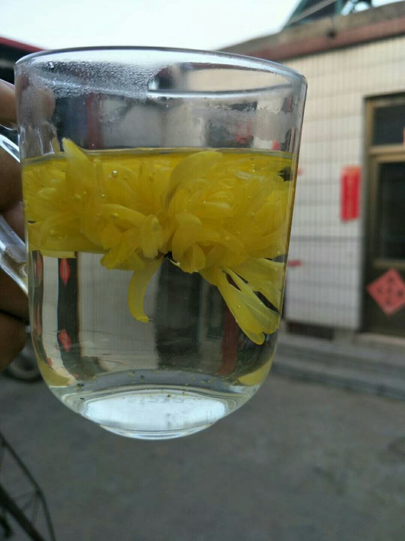 金丝皇菊