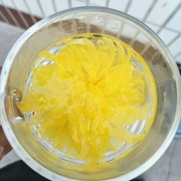 金丝皇菊