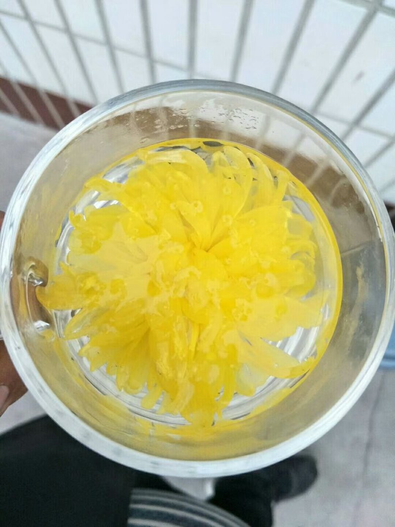 金丝皇菊