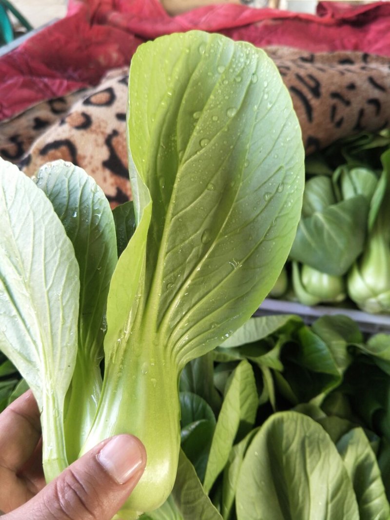 本地精品上海请质量有保证，产地真供，专业包装团队