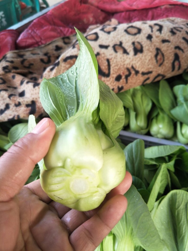 本地精品上海请质量有保证，产地真供，专业包装团队