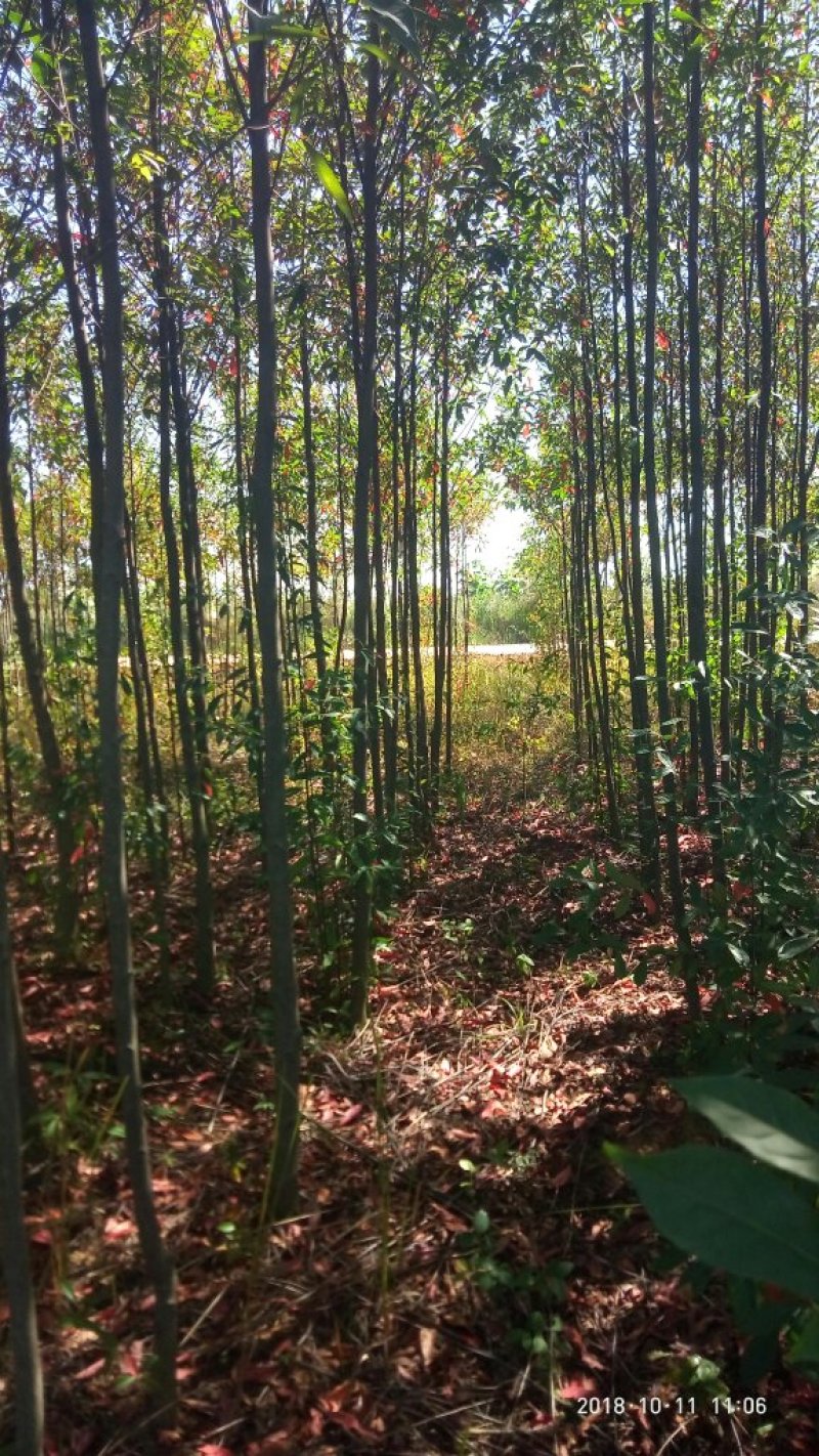 大量供应4-8公分杜英苗