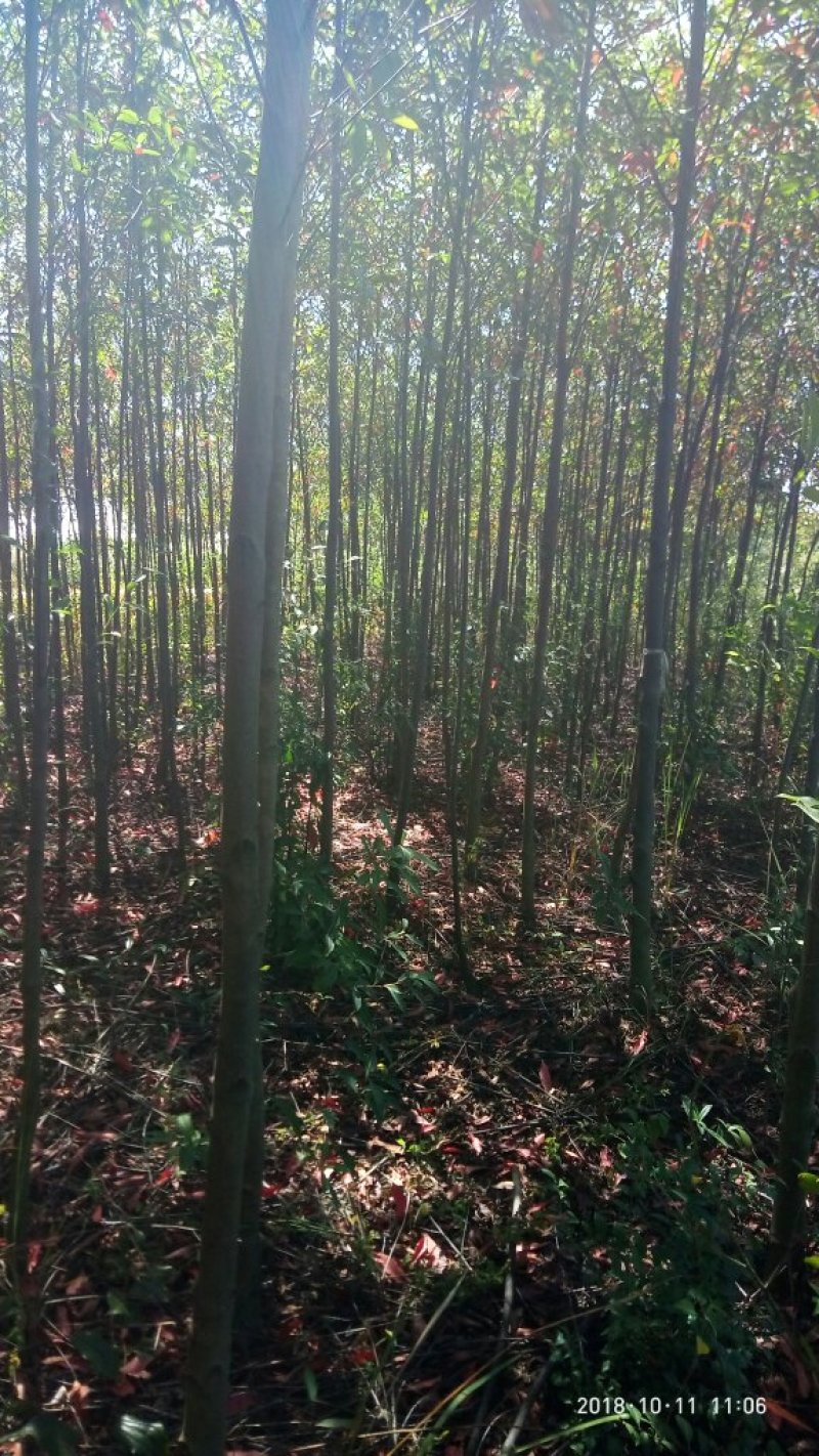 大量供应4-8公分杜英苗