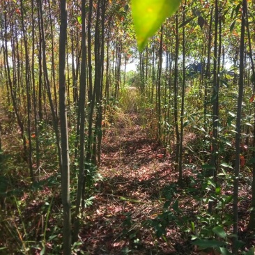 大量供应4-8公分杜英苗